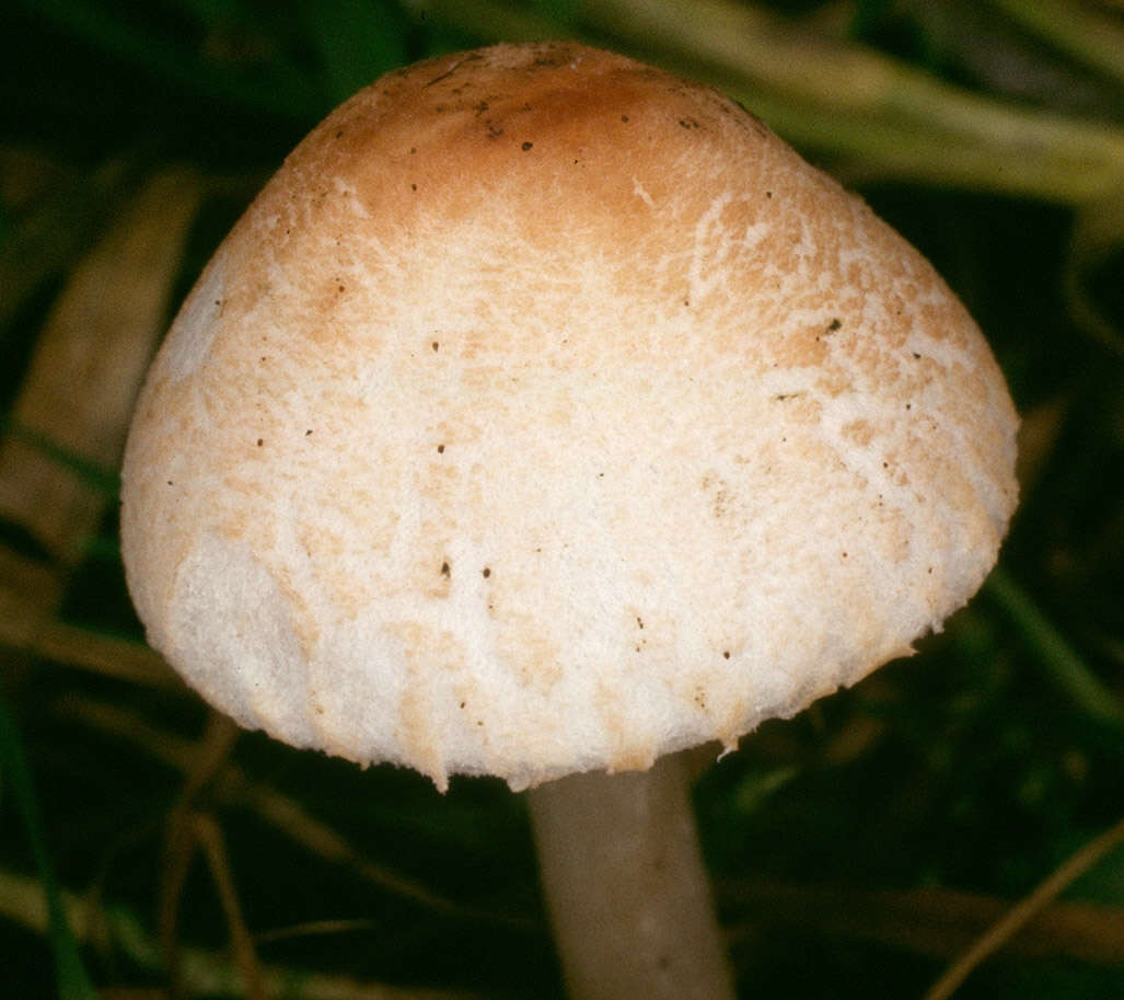 Слика од Lepiota cristata (Bolton) P. Kumm. 1871