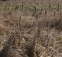 Image of broadleaf cattail