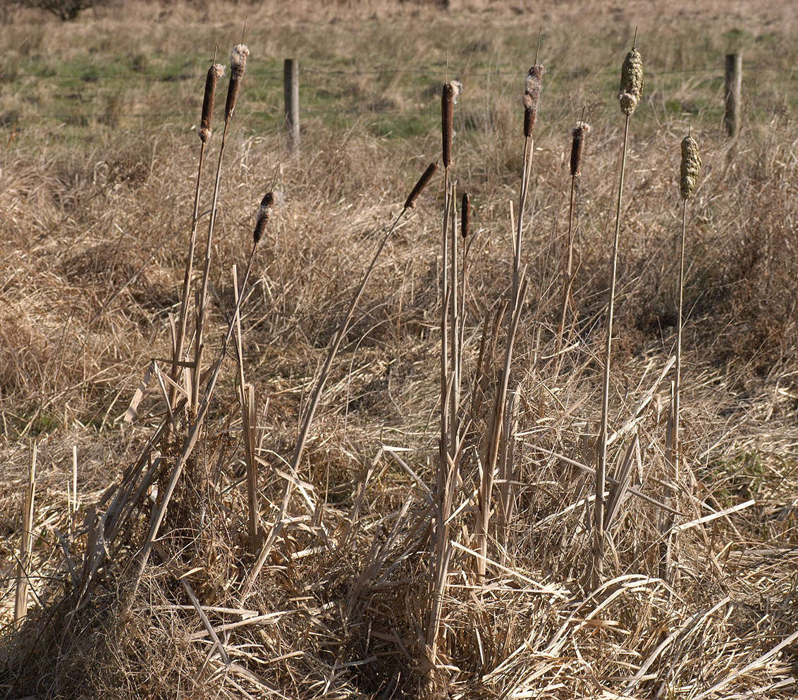 Image of broadleaf cattail