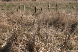 Image of broadleaf cattail