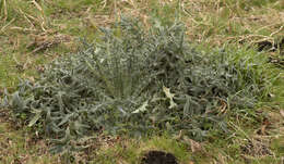 Image of Spear Thistle