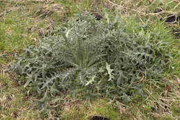 Image of Spear Thistle