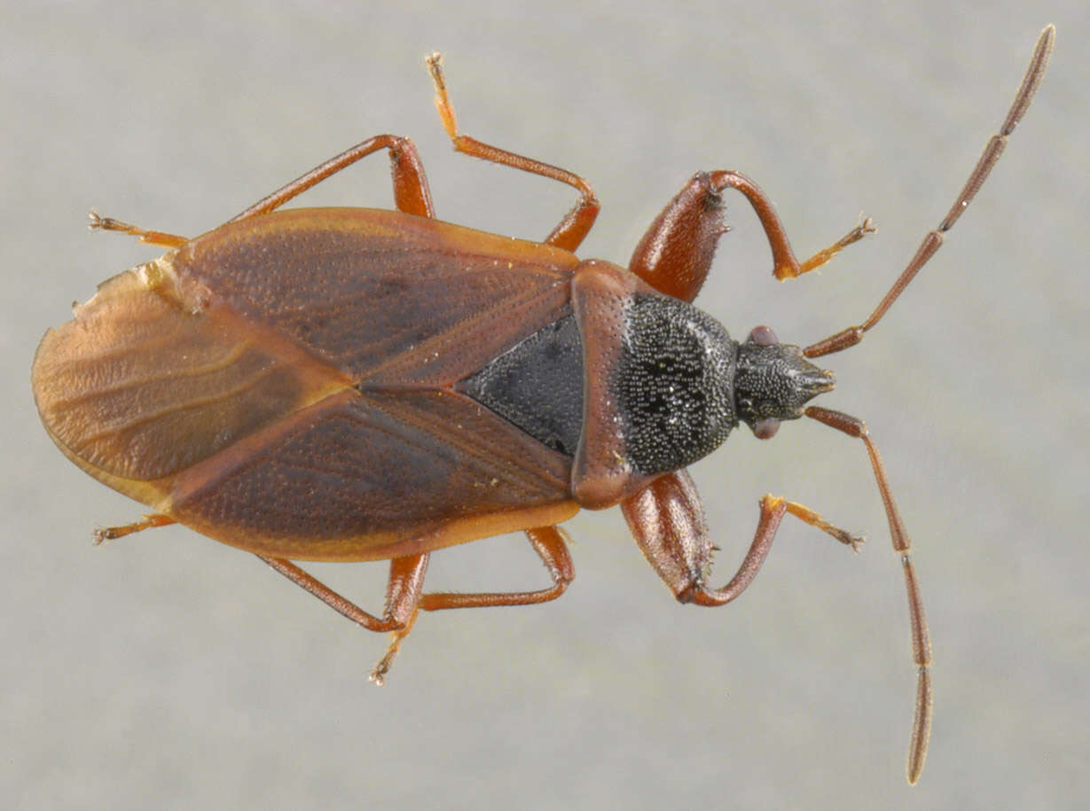 Image of Gastrodes (Gastrodes) grossipes De Geer 1773