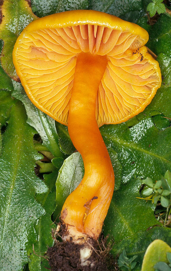 Image of Hygrocybe quieta (Kühner) Singer 1951