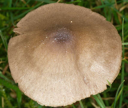 Image of Entoloma conferendum (Britzelm.) Noordel. 1980