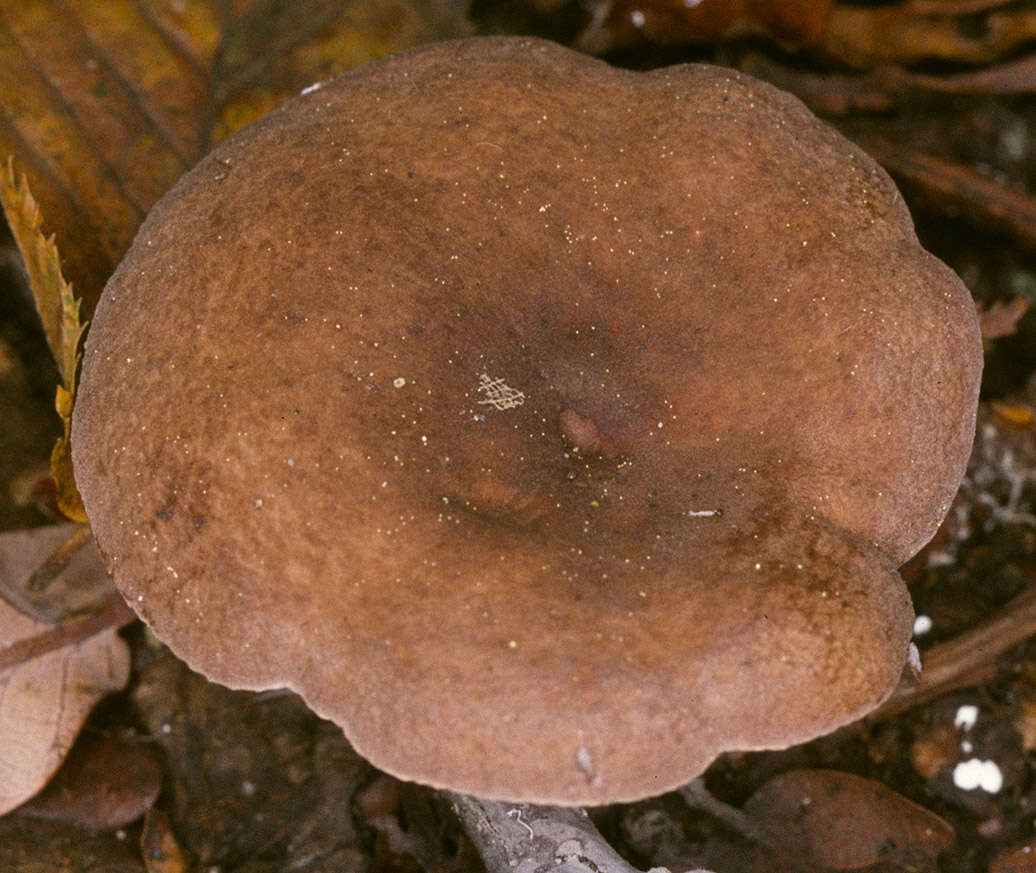 Image of Lactarius subumbonatus Lindgr. 1845