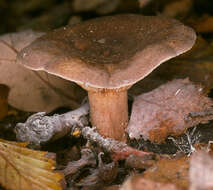 Image of Lactarius subumbonatus Lindgr. 1845