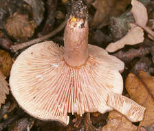 Image of Lactarius subumbonatus Lindgr. 1845