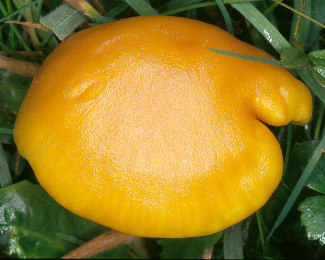 Image of Hygrocybe quieta (Kühner) Singer 1951