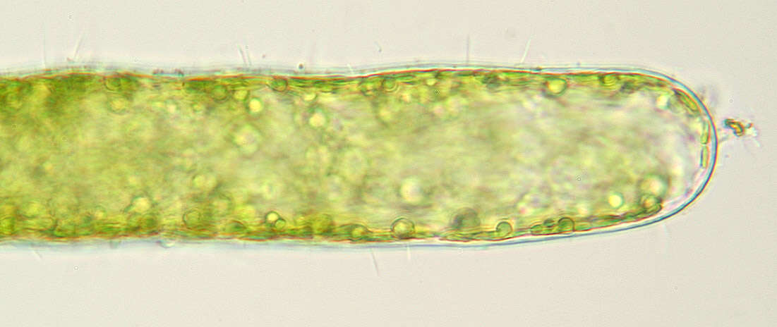 Image of Vaucheria frigida