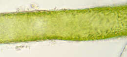 Sivun Vaucheria dillwynii (F. Weber & Mohr) C. Agardh 1812 kuva