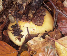 Image of Russula fellea (Fr.) Fr. 1838