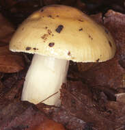 Image of Russula fellea (Fr.) Fr. 1838