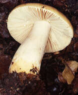 Image of Russula fellea (Fr.) Fr. 1838