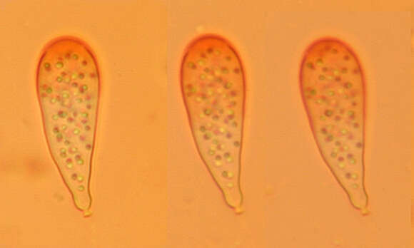 Sivun Chytridium kuva