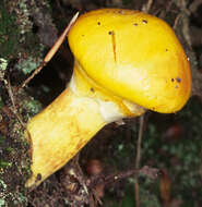 Image of Suillus grevillei (Klotzsch) Singer 1945