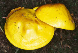 Image of Suillus grevillei (Klotzsch) Singer 1945