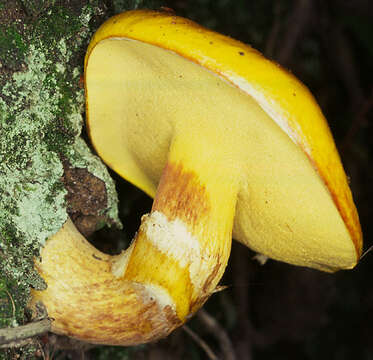 Image of Suillus grevillei (Klotzsch) Singer 1945