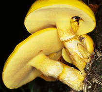 Image of Suillus grevillei (Klotzsch) Singer 1945