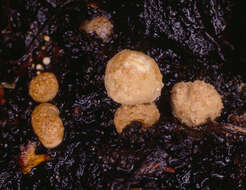 Image of Powdery Piggyback mushroom