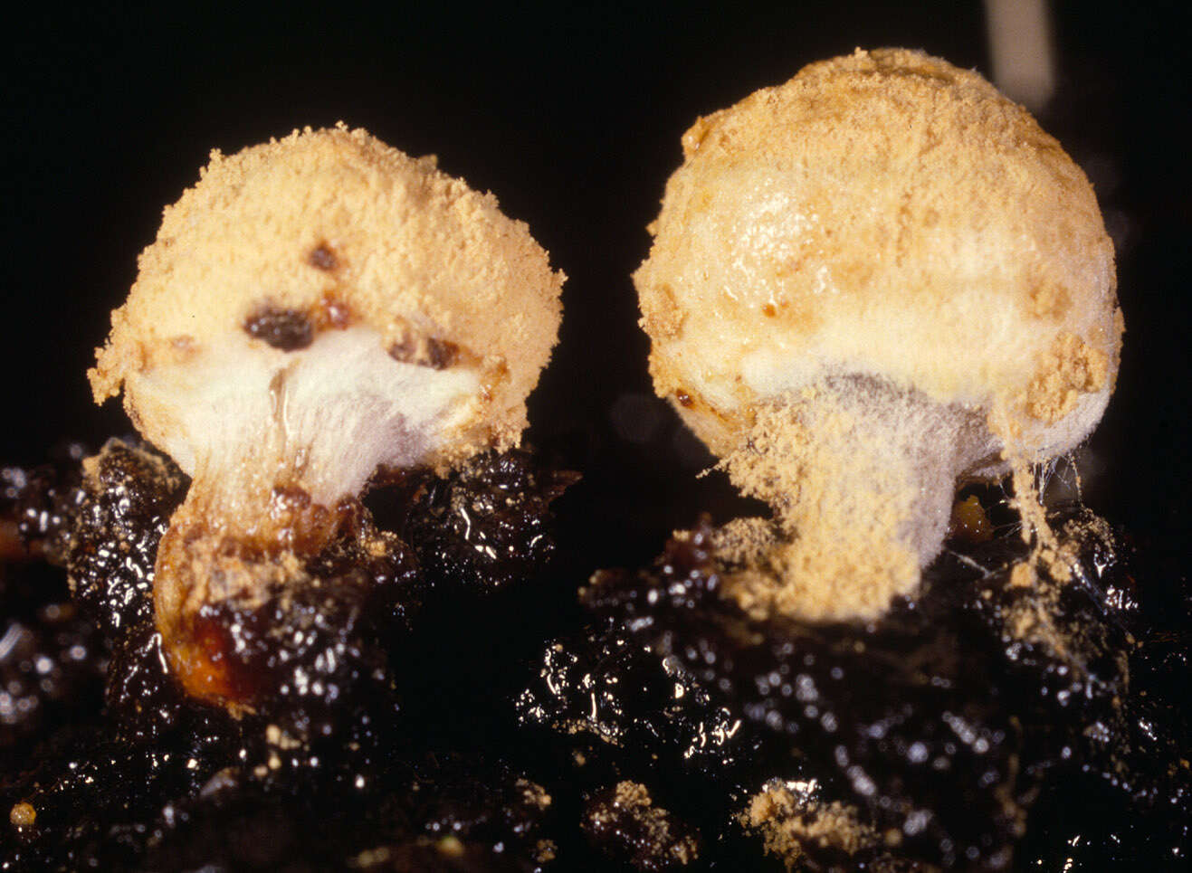 Image of Powdery Piggyback mushroom