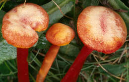 Image de Hygrocybe cantharellus (Fr.) Murrill 1911