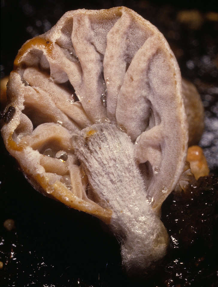 Image of Asterophora parasitica (Bull.) Singer 1951