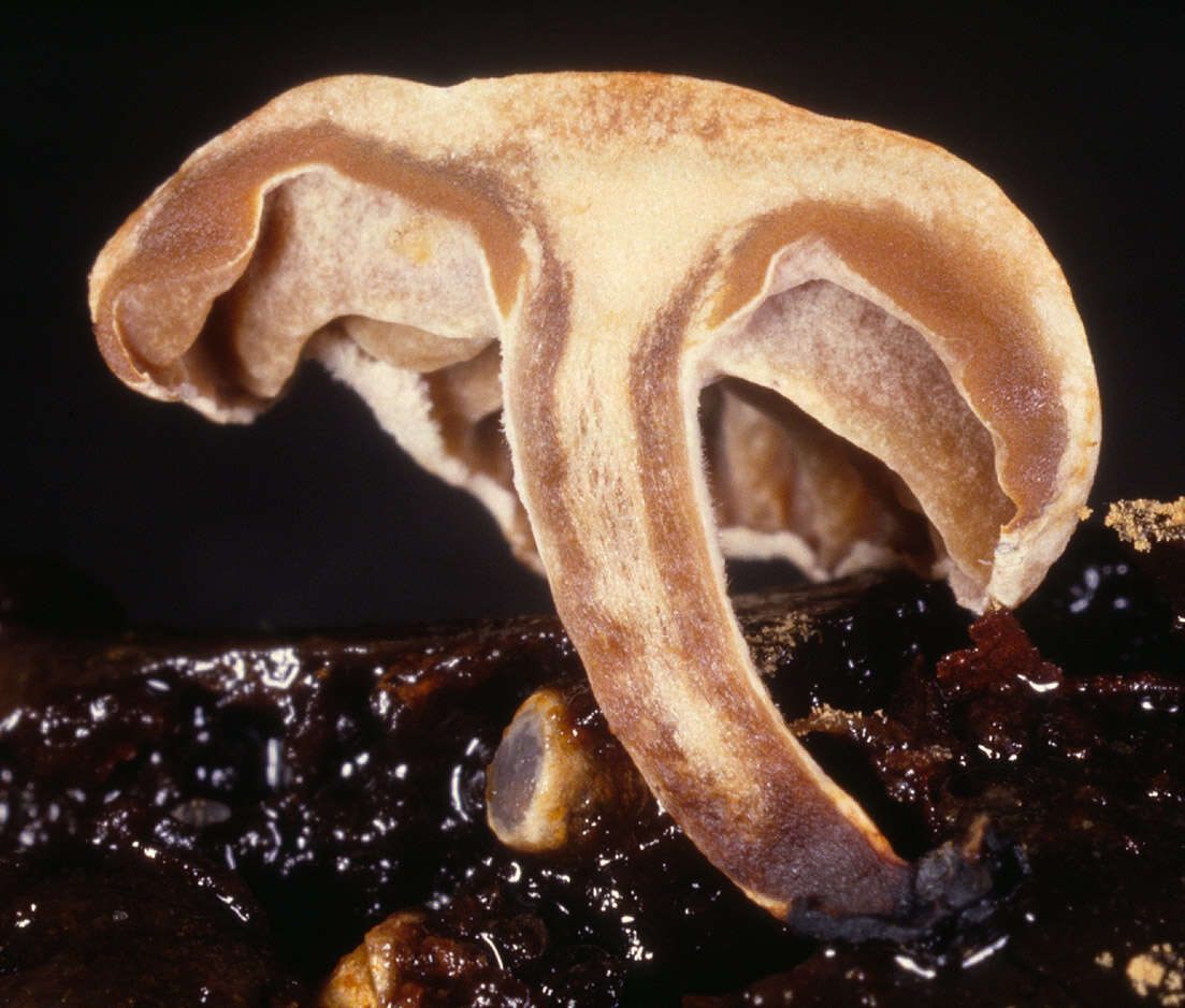 Image of Asterophora parasitica (Bull.) Singer 1951