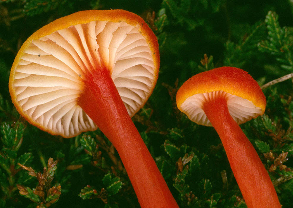 Image de Hygrocybe cantharellus (Fr.) Murrill 1911