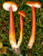 Image de Hygrocybe cantharellus (Fr.) Murrill 1911