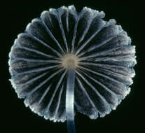 Image of Coprinopsis cordispora (T. Gibbs) Watling & M. J. Richardson 2010