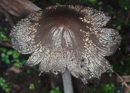 Imagem de Coprinopsis jonesii (Peck) Redhead, Vilgalys & Moncalvo 2001