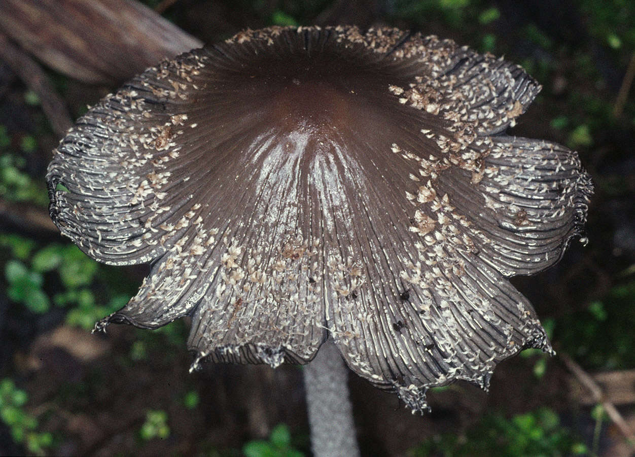 Image de Coprin faux pied-de-lièvre