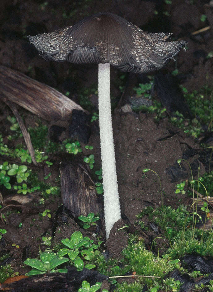 Image de Coprin faux pied-de-lièvre