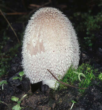 Imagem de Coprinopsis jonesii (Peck) Redhead, Vilgalys & Moncalvo 2001