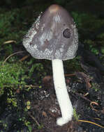 Imagem de Coprinopsis jonesii (Peck) Redhead, Vilgalys & Moncalvo 2001