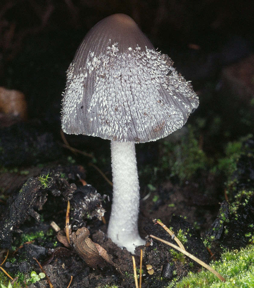 Imagem de Coprinopsis jonesii (Peck) Redhead, Vilgalys & Moncalvo 2001