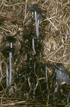 Image of Coprinellus flocculosus (DC.) Vilgalys, Hopple & Jacq. Johnson 2001