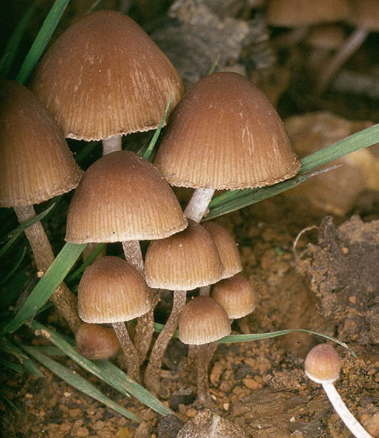 Image of Psathyrella lutensis (Romagn.) Bon 1983