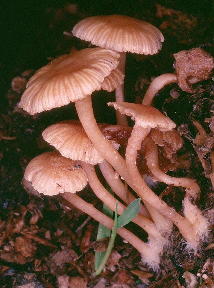 Image of Tubaria pallidispora J. E. Lange 1940