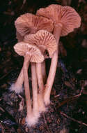 Image of Tubaria pallidispora J. E. Lange 1940