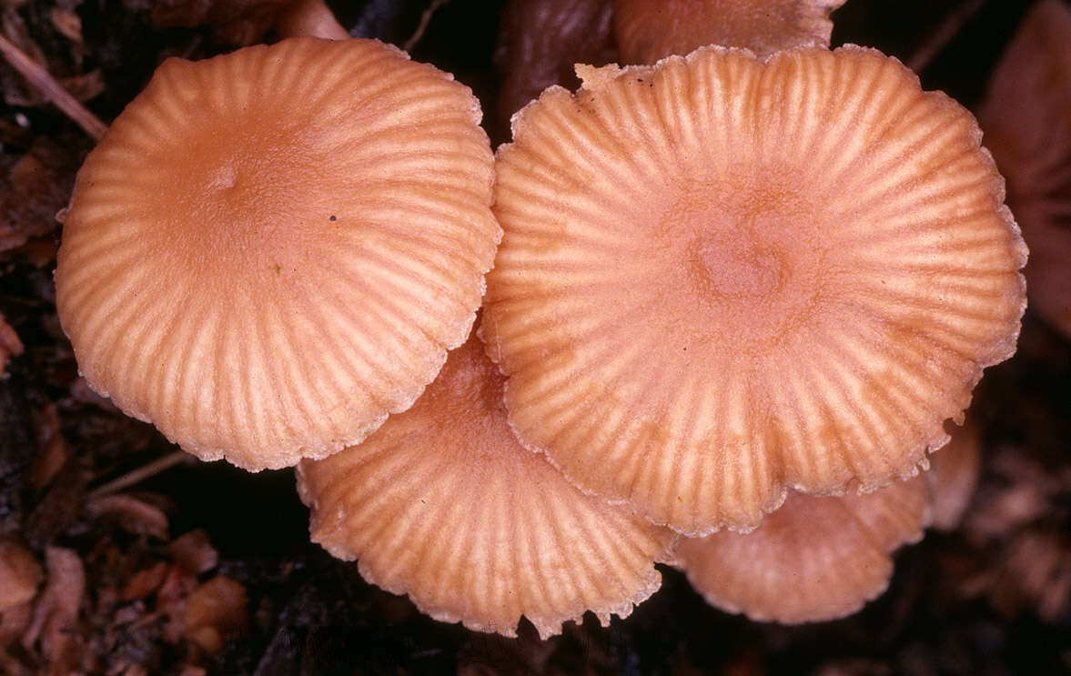 Image of Tubaria pallidispora J. E. Lange 1940