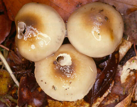 Image de Hygrophorus mesotephrus Berk. & Broome 1854