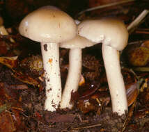 Image de Hygrophorus mesotephrus Berk. & Broome 1854