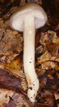 Image of Hygrophorus mesotephrus Berk. & Broome 1854