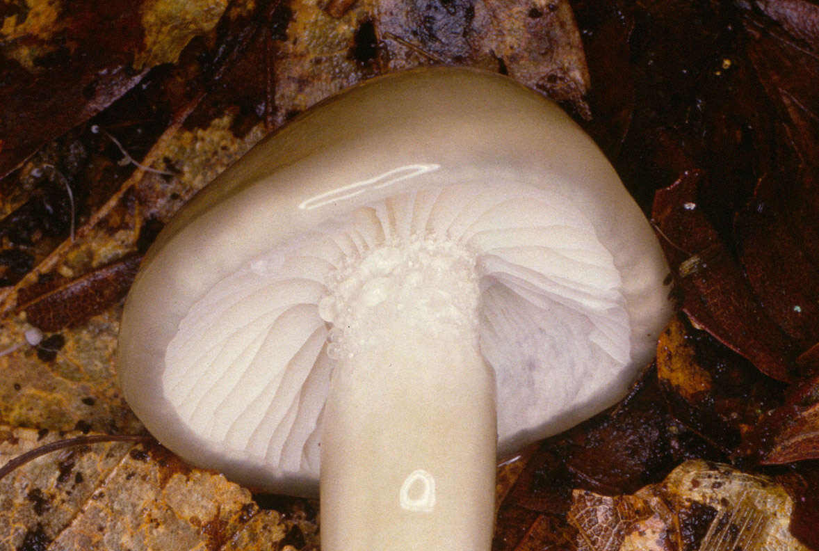 Image de Hygrophorus mesotephrus Berk. & Broome 1854