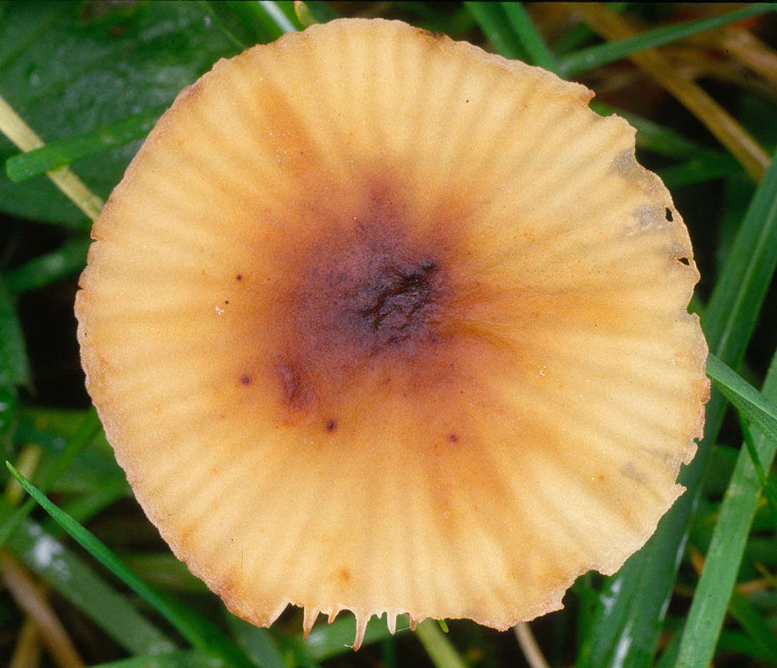 Plancia ëd Rhizomarasmius undatus (Berk.) R. H. Petersen 2000