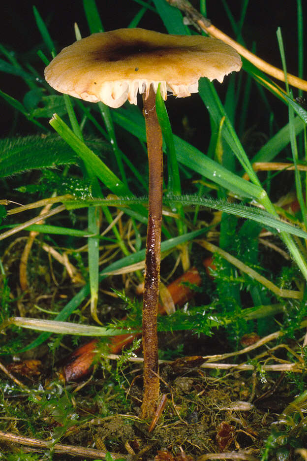 Plancia ëd Rhizomarasmius undatus (Berk.) R. H. Petersen 2000