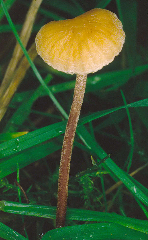 Plancia ëd Rhizomarasmius undatus (Berk.) R. H. Petersen 2000