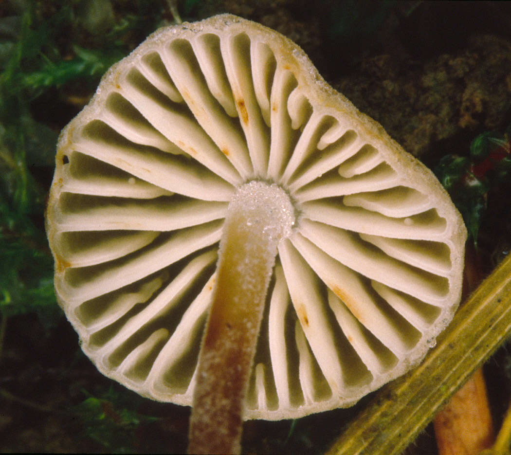 Plancia ëd Rhizomarasmius undatus (Berk.) R. H. Petersen 2000